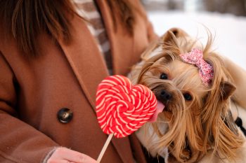 13 Small Dog Breeds With Giant Hearts That Love You Fiercely