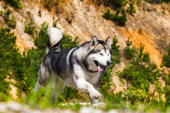 13 Ultimate Adventure-Loving Dog Breeds For Thrill Seekers