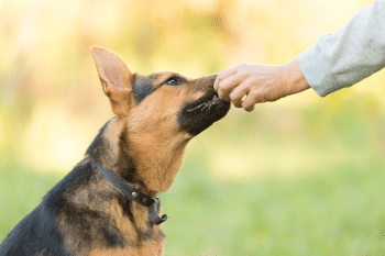 11 Smartest Dog Breeds That Pick Up Commands Instantly