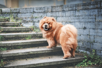 9 Surprisingly Independent Dog Breeds That Don’t Mind Being Alone