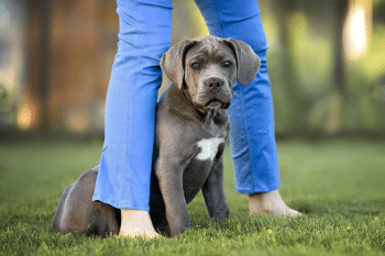 11 Ultimate Guardian Dog Breeds That Take Their Job Seriously