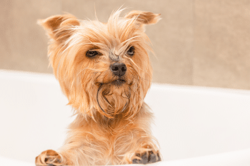 11 Smallest Dog Breeds That Think They’re The Biggest In The Room