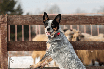 11 Ultimate Farm Dog Breeds That Were Born To Work