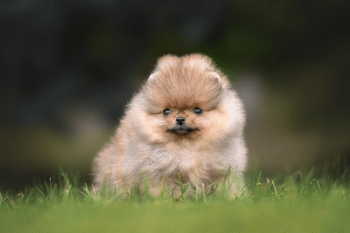 11 Smallest Dog Breeds That Weigh Less Than A Bag Of Sugar