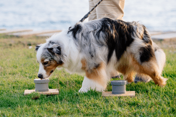 9 Dog Breeds That Are Surprisingly Great At Problem-Solving