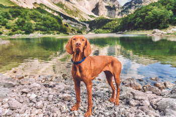 13 Fearless Canine Explorers Who Will Never Say No To An Adventure