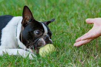 13 Dog Breeds That Are Surprisingly Good at Learning Tricks