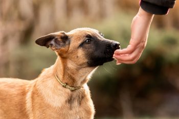 11 Smartest Big Dog Breeds That Can Learn Tricks Instantly