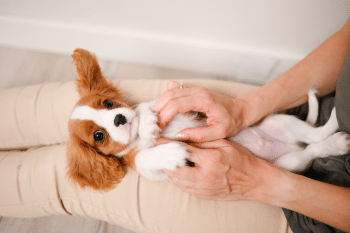9 Best Dog Breeds For People Who Want A Gentle Soul