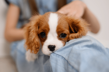 13 Ultimate Small Dog Breeds That Fit In Your Lap & Heart