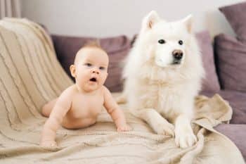 15 Large Dog Breeds That Are Surprisingly Gentle With Babies