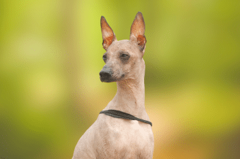 9 Dog Breeds That Are So Rare, You’ll Hardly Ever See Them