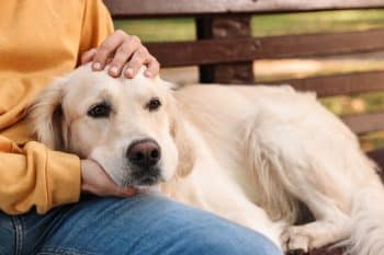 13 Best Emotional Support Dog Breeds That Feel Your Pain