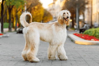 13 Most Independent Dog Breeds That Can Handle Time Alone