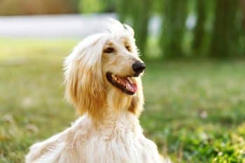 11 Most Beautiful Dog Breeds That Will Take Your Breath Away