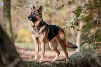 15 Most Courageous Dog Breeds That Fear Nothing