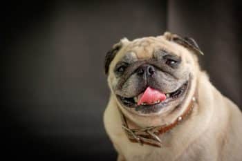 9 Funniest Dog Breeds That Always Keep Their Owners Laughing