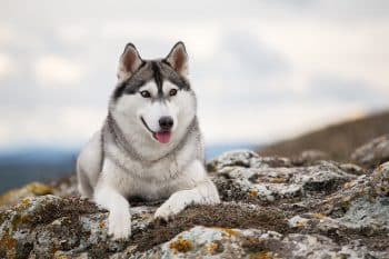 11 Best Large Dog Breeds For People Who Love Hiking & Camping