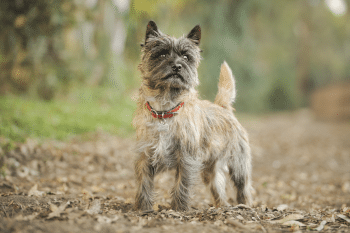 11 Small Dog Breeds That Are Surprisingly Tough & Resilient