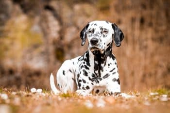 9 Dog Breeds That Have The Most Unique Fur Colors & Patterns