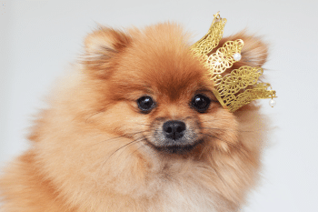 13 Small Dog Breeds That Think They Rule The World