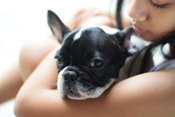 11 Surprisingly Quiet Dog Breeds That Are Perfect For Peaceful Homes