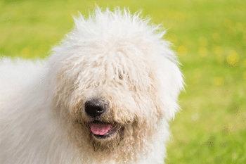 9 Large Dog Breeds That Are Surprisingly Low-Shedding