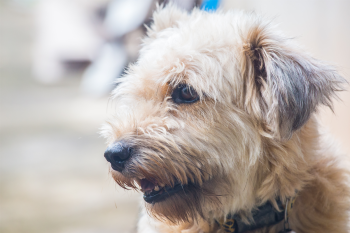 15 Underrated Dog Breeds That Deserve More Love