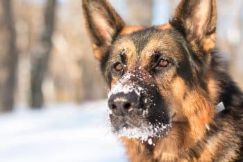 11 Most Fearless Dog Breeds That Never Back Down from Anything