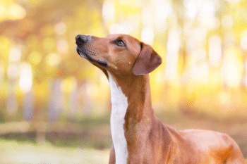 9 Rare Dog Breeds That Are Almost Impossible To Find