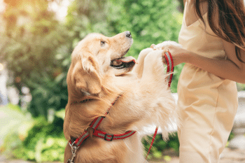 13 Dog Breeds That Are Basically Velcro—They’ll Never Leave Your Side