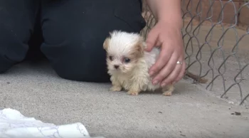 Tiny Pup Rescued From Puppy Mill Was Introduced To New Friend And Starts His ‘New Life’