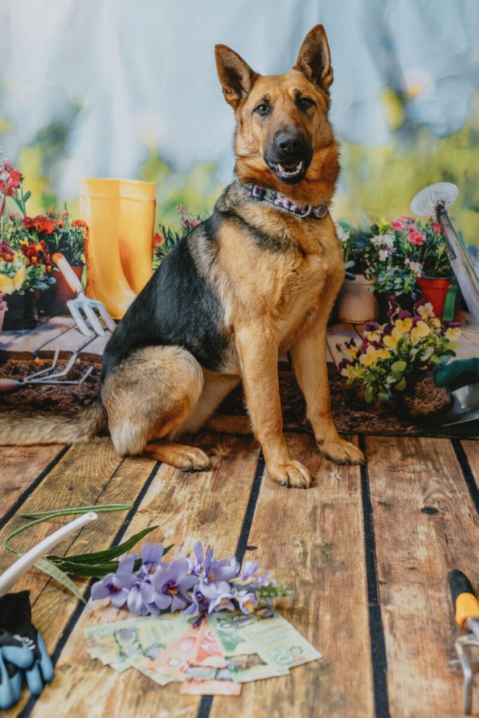 Spring into action with the Ontario SPCA’s Draws for Paws 50/50 Lottery