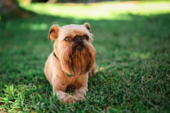 11 Small Dog Breeds That Have the Attitude of a Lion