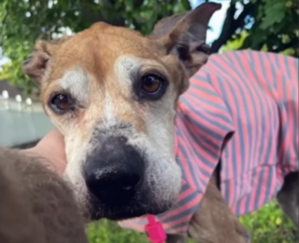 Heartbroken Senior Dog Waits for Owner Who Will Never Return, Until a Rescuer Changes Everything
