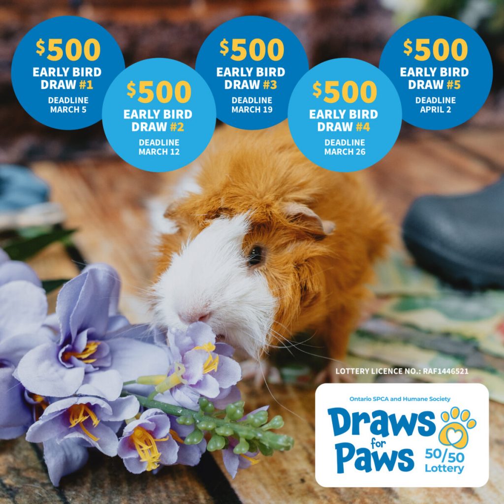 Win big for animals in need with the Ontario SPCA and Humane Society’s Spring Draws for Paws 50/50 Lottery