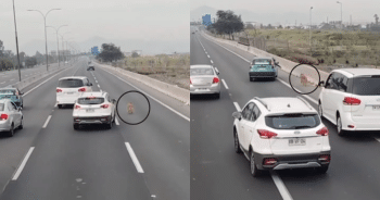 Quick-Thinking Drivers Team Up to Rescue Dog Trapped on a Dangerous Highway