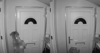 She Thought Someone Broke In—But the Real Culprit Had Four Legs
