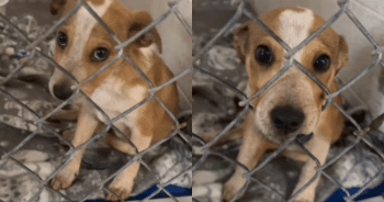 He Came Looking for a Dog—But a Tiny Puppy Found Him First