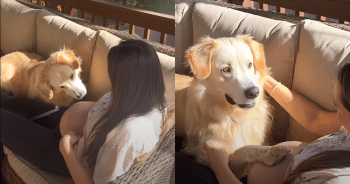 Dog’s Face Says It All When He Finally Feels Mom’s Baby Move In Her Belly