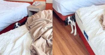 A Routine Motel Room Cleaning Turned Into an Unexpected Rescue