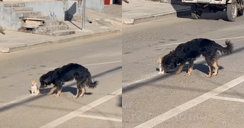 Dog Spots a Kitten in the Road and Wastes No Time Saving Her