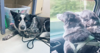 A Surprise Doggy Sibling Changed Everything for This Adoptive Couple