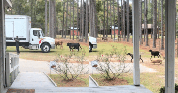 Nothing Attracts a Herd of Barnyard ‘Helpers’ More Than a Furniture Delivery!