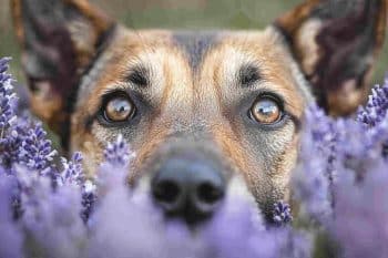 7 Calming Herbs That Naturally Relieve Stress in Dogs