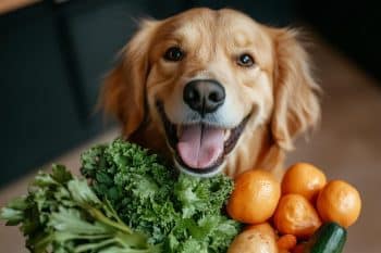10 Plant-Based Foods That Can Help Your Dog Live Longer