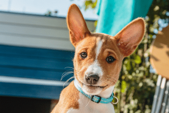 13 Unbelievable Dog Facts That Sound Fake but Are Actually True