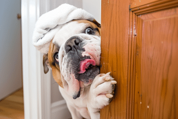 9 Reasons Your Dog Follows You To The Bathroom Every Single Time