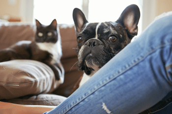 9 Little Signs Your Dog Is Secretly Jealous Of Someone Else