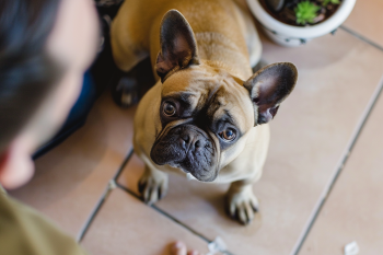 9 Subtle Ways Your Dog Apologizes After Doing Something Naughty